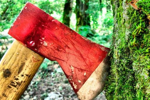 Директор лесничества под Волгоградом заплатит 20 тысяч штрафа за дрова