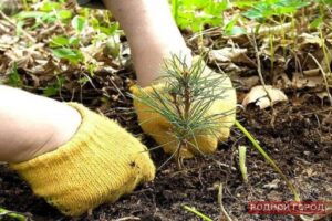 В Волгоградской области посадили 1200 гектаров лесных массивов