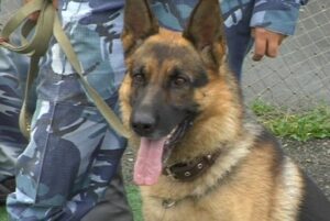 Под Волгоградом служебная собака обнаружила в машине марихуану