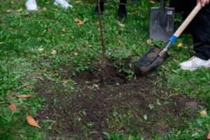 В новом сквере Волжского высадили молодые липы