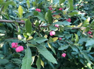 В Волгоградском ботсаду созрели плоды необычного растения