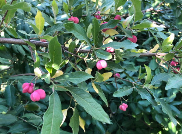 В Волгоградском ботсаду созрели плоды необычного растения