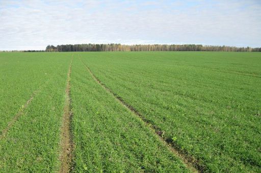 Геодезист из Саранска уничтожил поле озимой пшеницы под Волгоградом