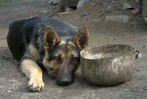 В Волгограде спасатели болторезом освободили застрявшую в цепи собаку