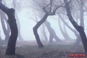 В парке на севере Волгограда нашли повесившуюся 17-летнюю школьницу