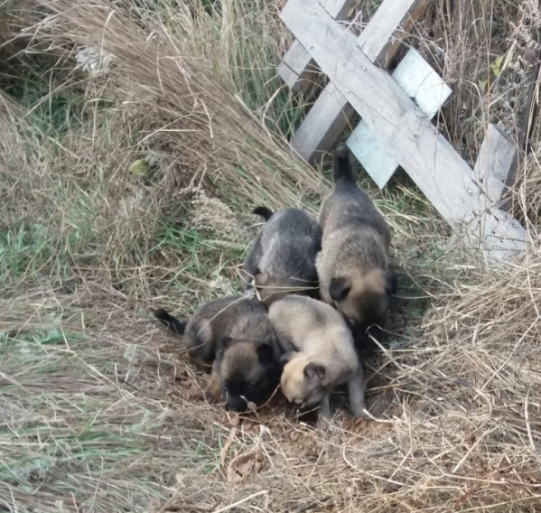 Волгоградцев просят приютить найденных в могиле щенков