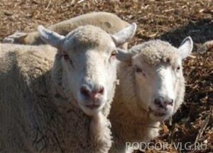 Волгоградские фермеры смошенничали с вакцинацией овец на 1,3 млн рублей