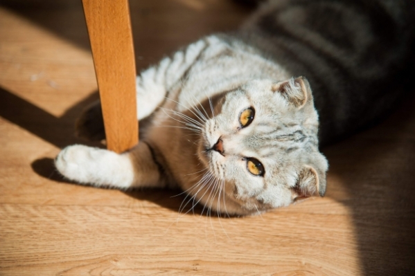 Лекарство от тревоги: как домашние питомцы влияют на состояние организма