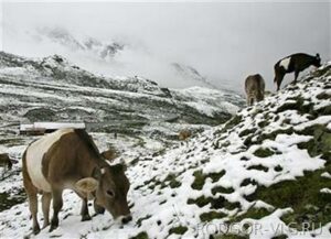 В Волгоградской области продолжают искать пропавшего пастуха