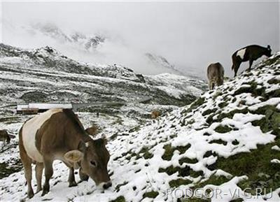 В Волгоградской области продолжают искать пропавшего пастуха