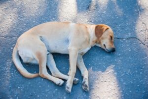 В Волгограде просят помочь сбитой автомобилем собаке