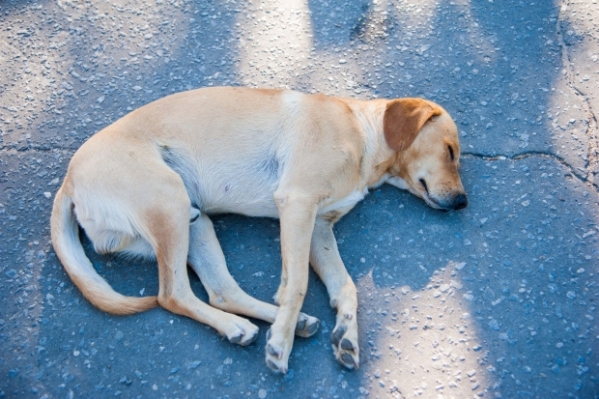 В Волгограде просят помочь сбитой автомобилем собаке