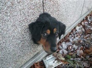 Волгоградские спасатели оказали помощь собаке