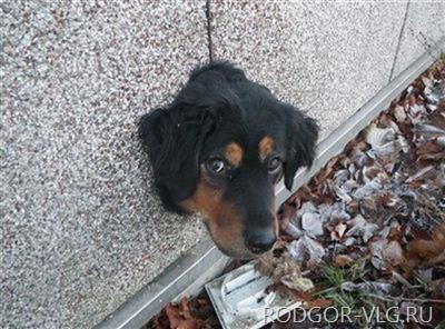 Волгоградские спасатели оказали помощь собаке