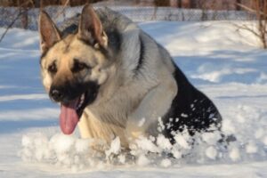 Служебно-розыскная собака помогла раскрыть кражу в Волгограде