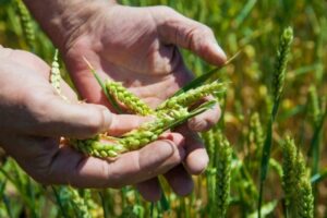 В волгоградской пшенице обнаружили карантинный сорняк