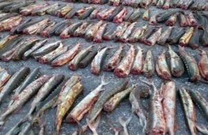 Майор полиции в Волгограде помог приятелю в провозе 100 тушек осетра