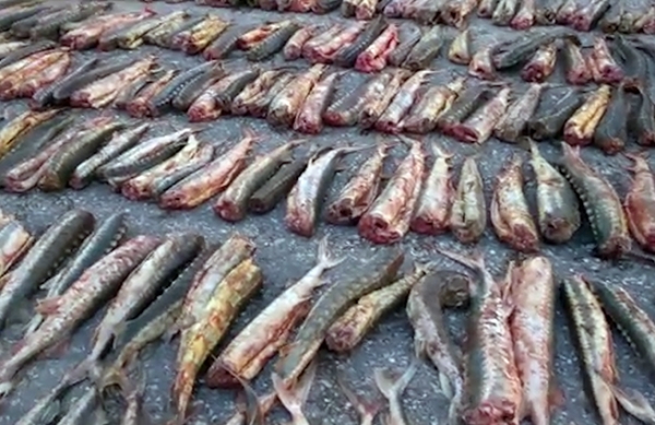 Майор полиции в Волгограде помог приятелю в провозе 100 тушек осетра