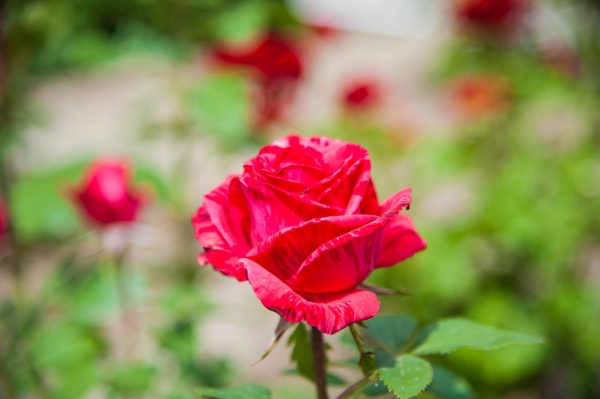 Диетологи рассказали о пользе чая из лепестков роз