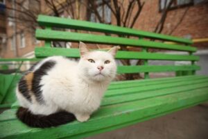 В Волгограде ожидается переменная облачность и тепло до +6