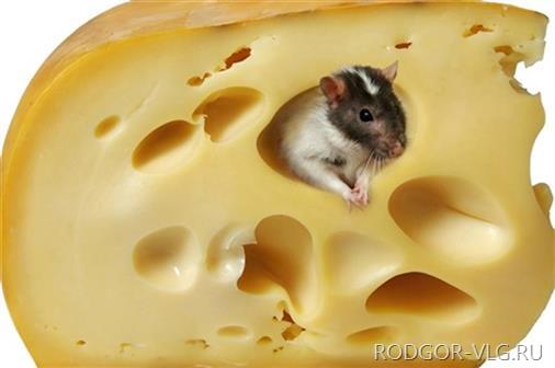 В Волгограде у фермера изъли 180 кг опасного сыра