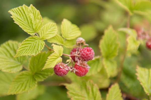 Народные приметы 16 августа: чего нельзя делать в день Антона Вихровея