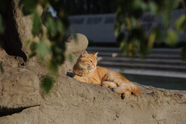 Кот Циклоп из Волгограда ждет, когда ему улыбнется судьба
