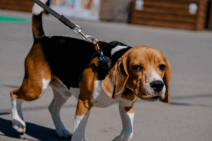 Волгоградцам объяснили, почему важно убирать за собакой на улице