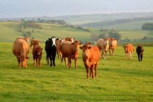 62-летний безработный украл стадо из 45 коров под Волгоградом