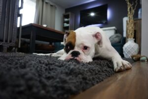 3 лайфхака, которые помогут волгоградцам избавиться от «мебельных» вмятин на ковре