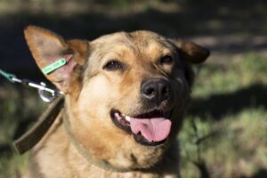 Пес по кличке Парус и мать с дочерью Лиза и Алиса ждут новых хозяев