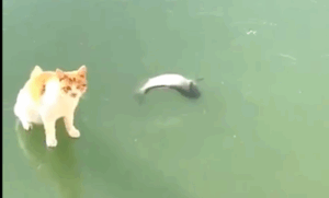 Кот-танцор с замерзшей рыбой набрал миллион просмотров в Сети