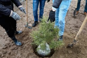 В «Саду Памяти» Волгоградской области высадили 608 тысяч деревьев
