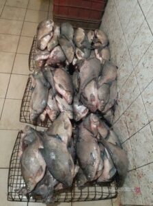 В Волгограде в цеху перерабатывались тонны рыбы, добытой браконьерами