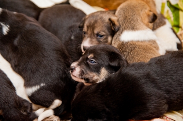 Волонтеры Волгограда просят спасти замерзающих на морозе щенков