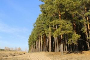 В Волгоградской области стартует сезон лесопосадочных работ