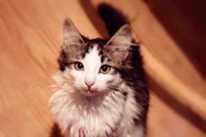 Как кошки выражают свою любовь к хозяину