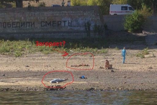 На диком пляже у стены Родимцева в Волгограде утонула женщина