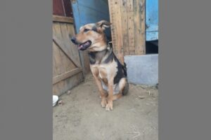 В Волгограде девушка спасла собаку от гибели