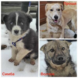 Проша, Симба и Волчок ищут заботливых хозяев