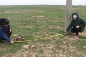 Орел погиб в Волгоградской области, ударившись током об ЛЭП