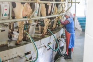 Не жалей спины – будут трудодни: селянкам могут продлить рабочий день