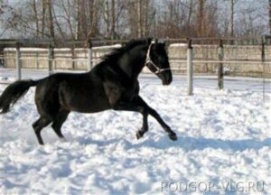 Под Волгоградом приставы арестовали коня за долги за газ