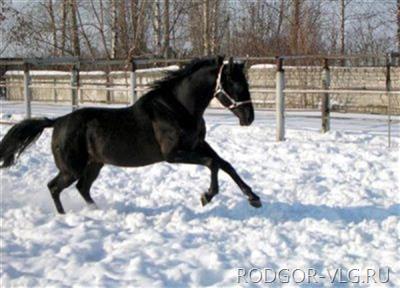 Под Волгоградом приставы арестовали коня за долги за газ