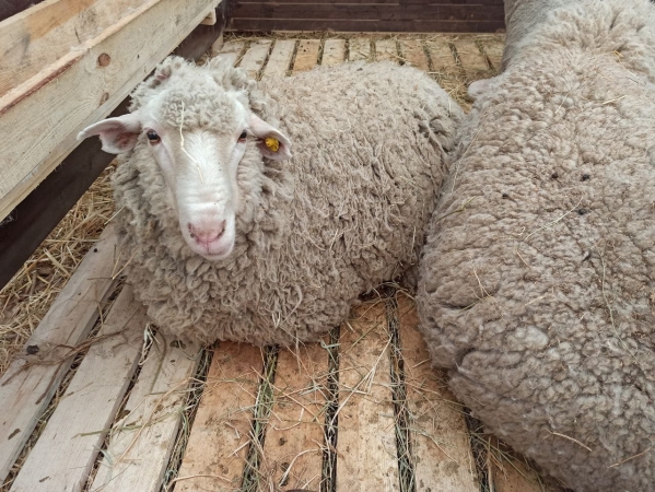В Волгоградской области нашли предполагаемого похитителя овец