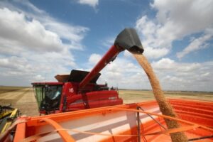 В Волгоградской области предприниматель завысил данные о сборе пшеницы