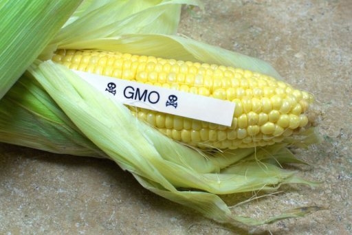 В Волгоград из Китая привезли 10 контейнеров кукурузы с ГМО