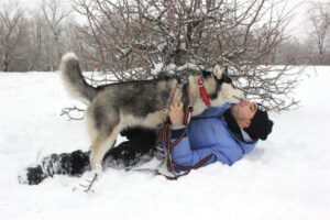 Волгоградцы осваивают езду на собаках