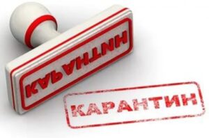 На юге Волгограда на 2 месяца установлен карантин по бешенству
