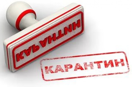 На юге Волгограда на 2 месяца установлен карантин по бешенству